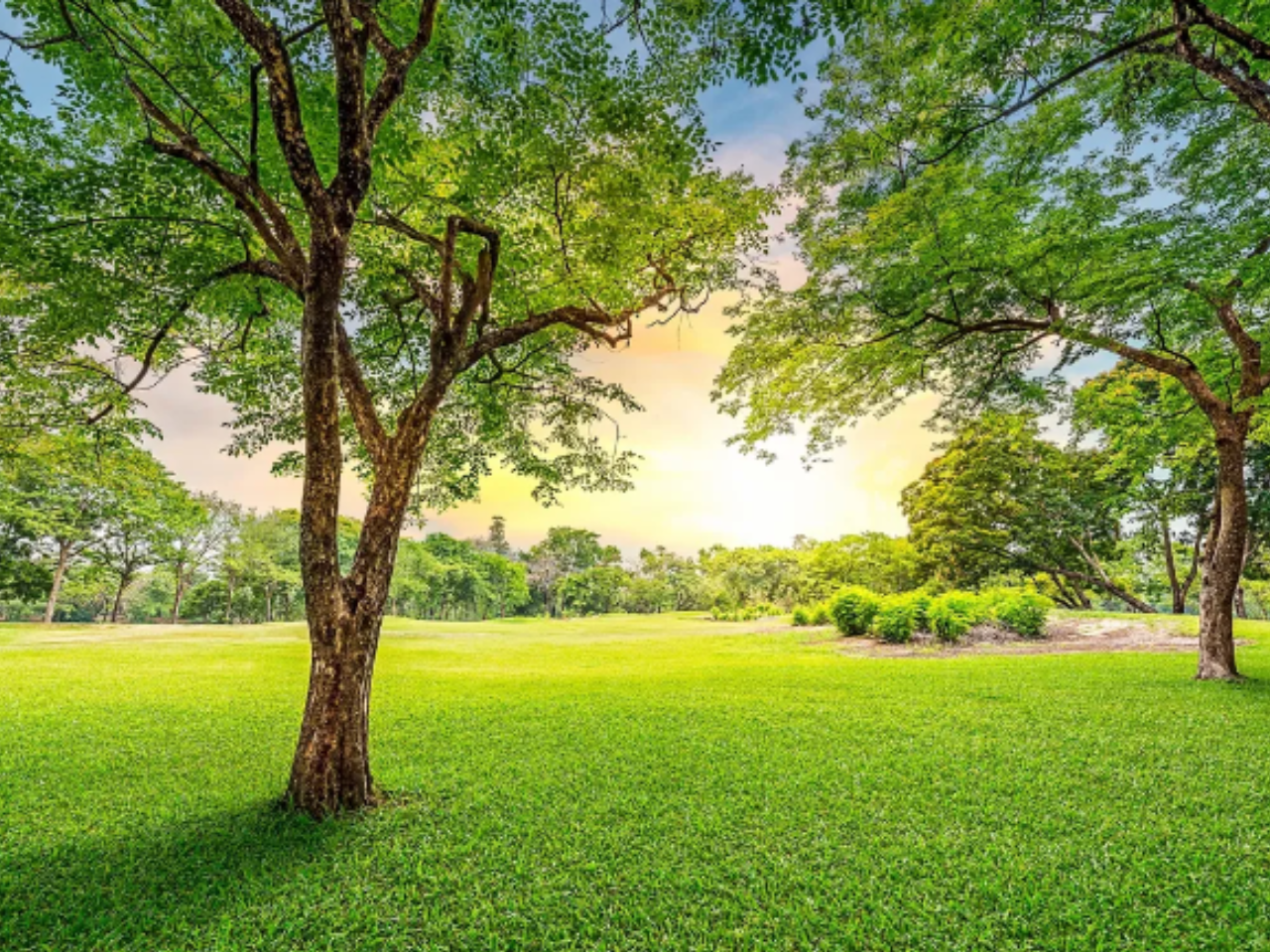 a green grassy field with trees and a sun